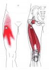 CƠ RỘNG GIỮA (Vastus Intermedius)