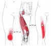 CƠ RỘNG TRONG (Vastus Medialis)