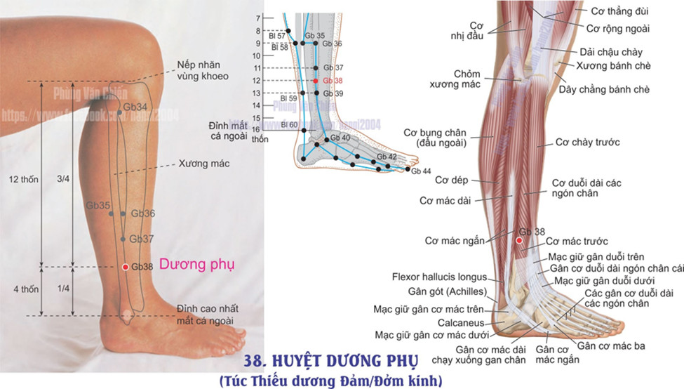 11.38. DƯƠNG PHỤ